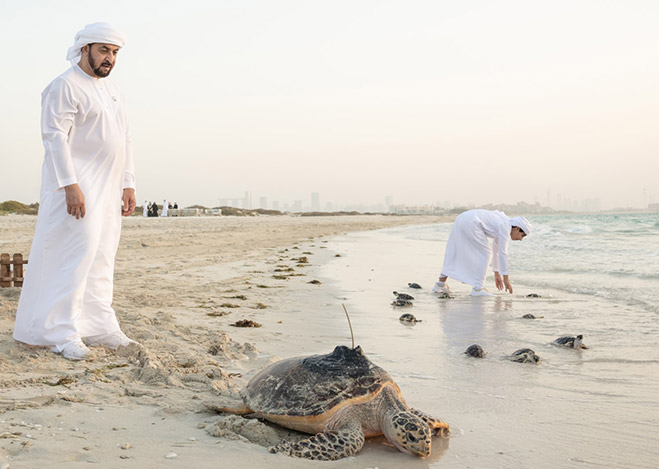 Environment Agency – Abu Dhabi releases batch of rescued and rehabilitated sea turtles